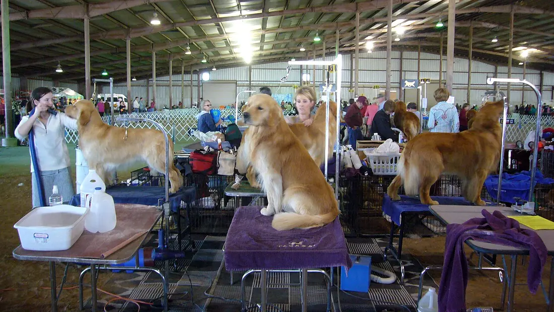 Golden Retriever Grooming Guide