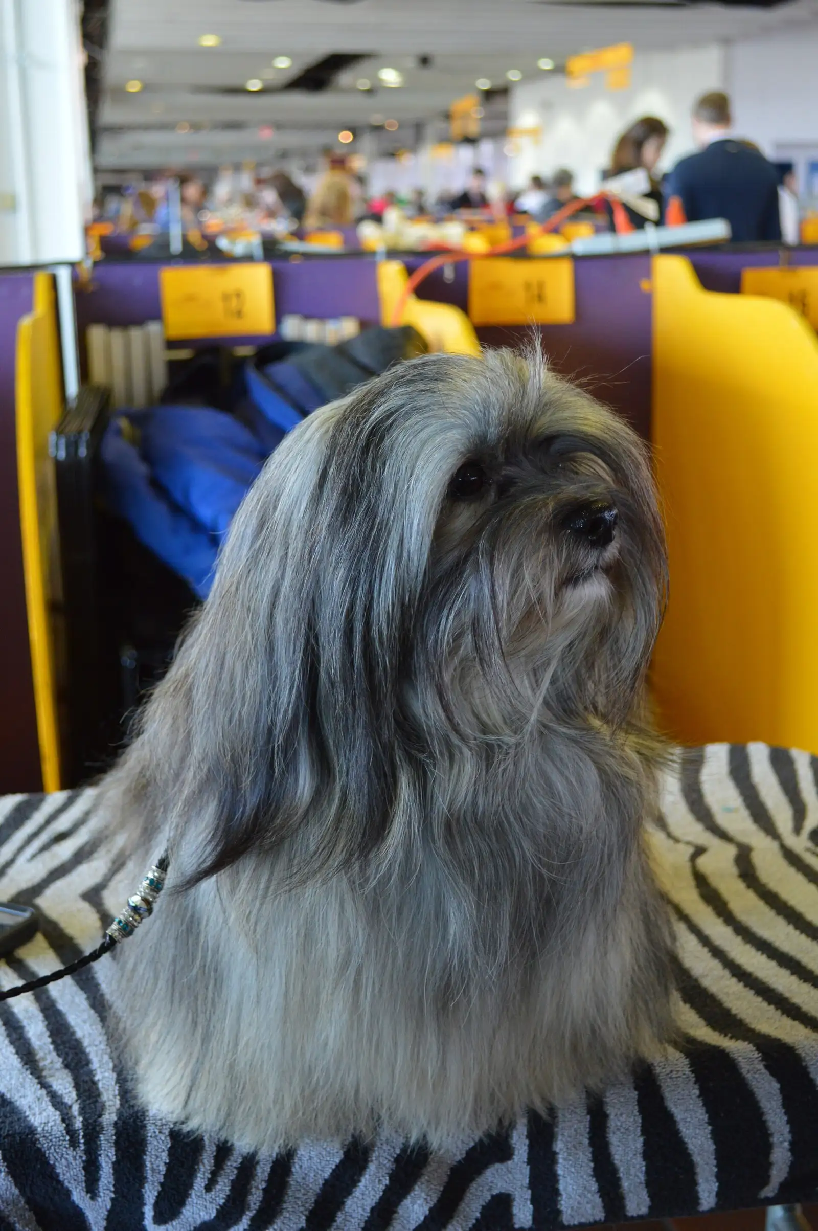 Havanese Grooming Guide