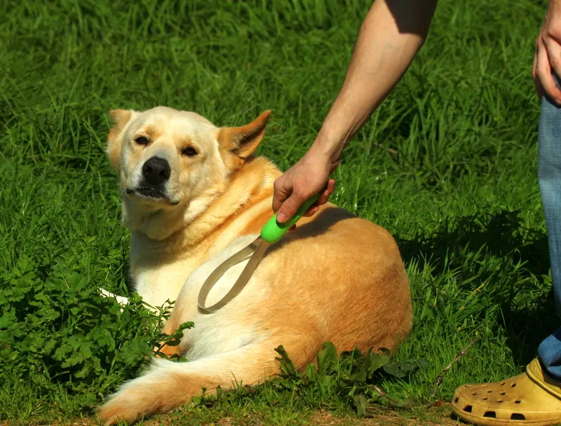 Labrador Retriever Grooming Guide