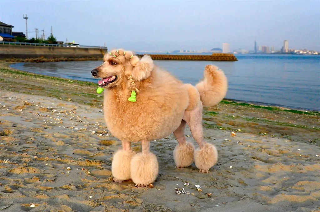 Poodle Grooming Guide