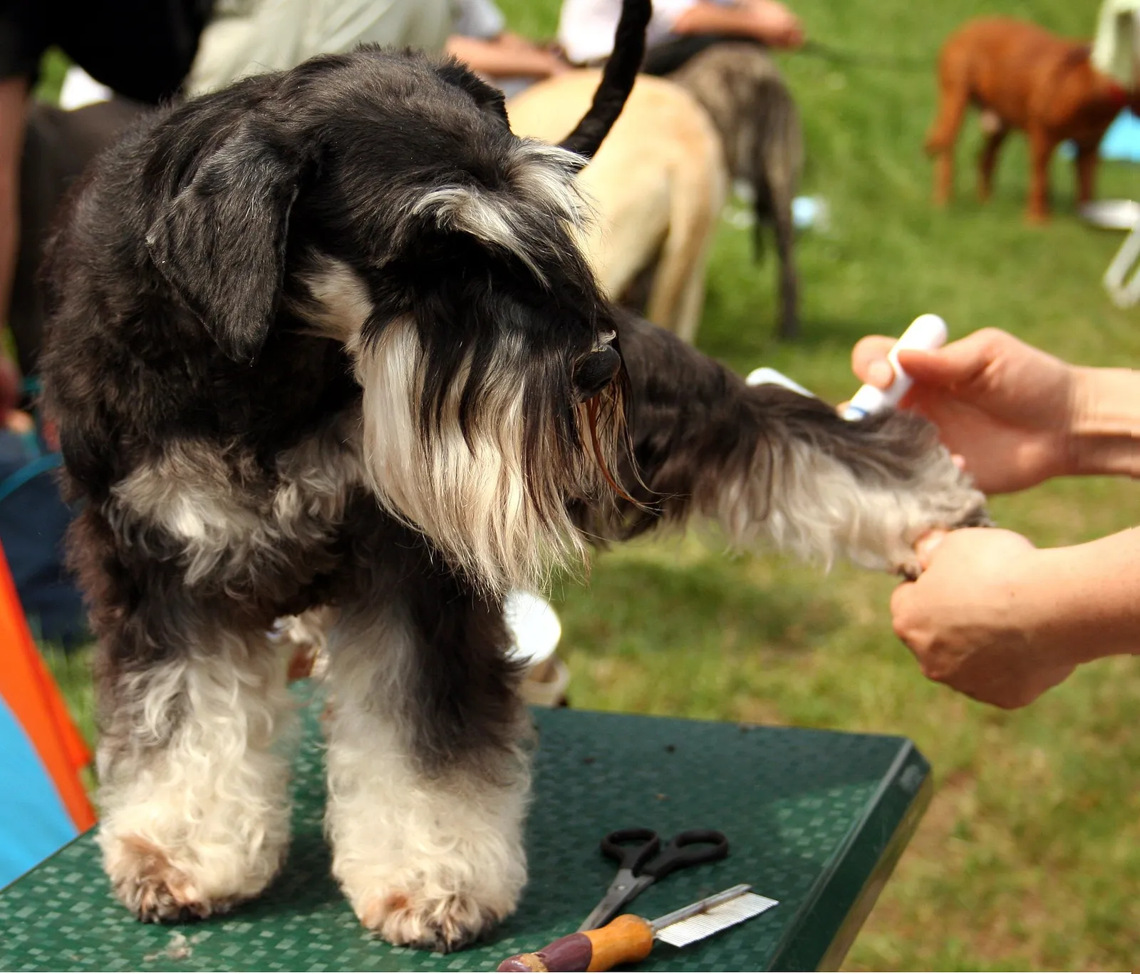 Schnauzer Grooming Guide
