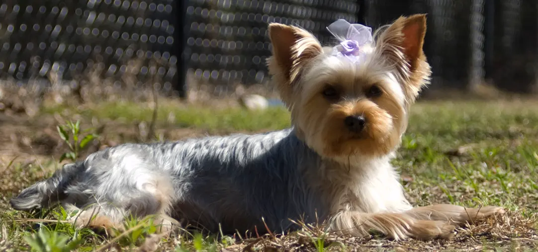 Yorkie Grooming Guide
