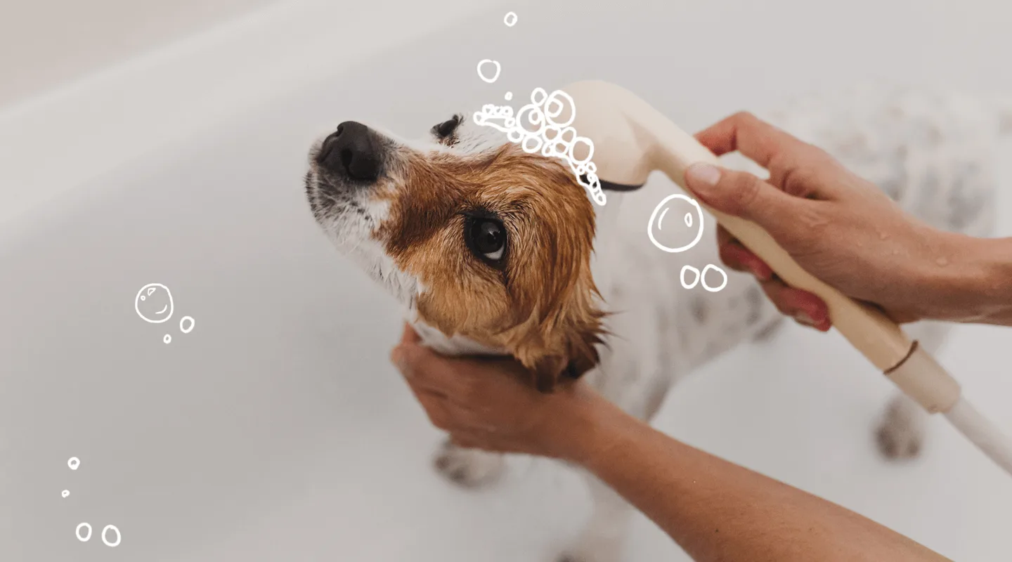 Dog Home Grooming Safety Checklist