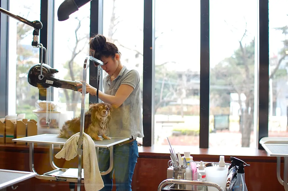 Dog standing at a grooming station during a professional grooming session