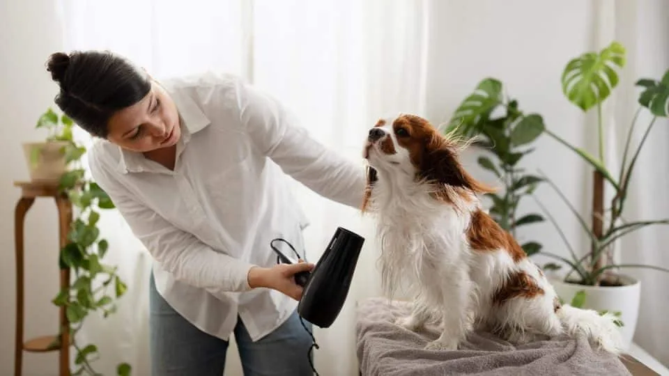 How to Choose a Dog Dryer Without Blasting a Nervous Coat Dog