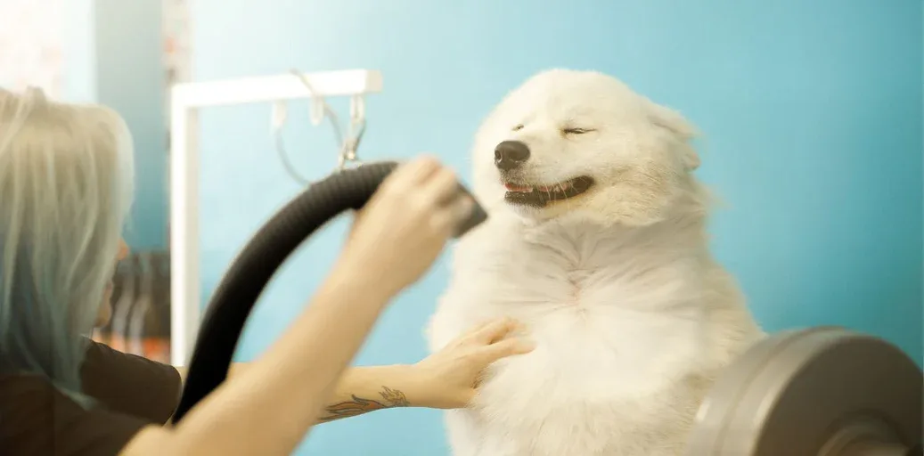 How to Choose a Dog Dryer Without Blasting a Nervous Coat Dog