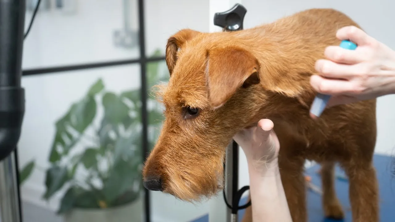 Hand Stripping Dog Coats and Choosing an Experienced Groomer