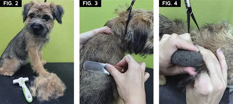 Hand Stripping Dog Coats and Choosing an Experienced Groomer
