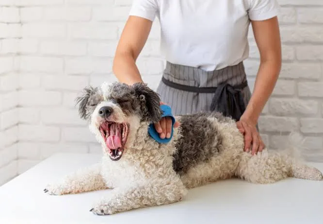 Hand Stripping Dog Coats and Choosing an Experienced Groomer