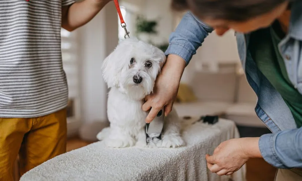 A Beginner’s Guide to Grooming a Dog With Clippers at Home