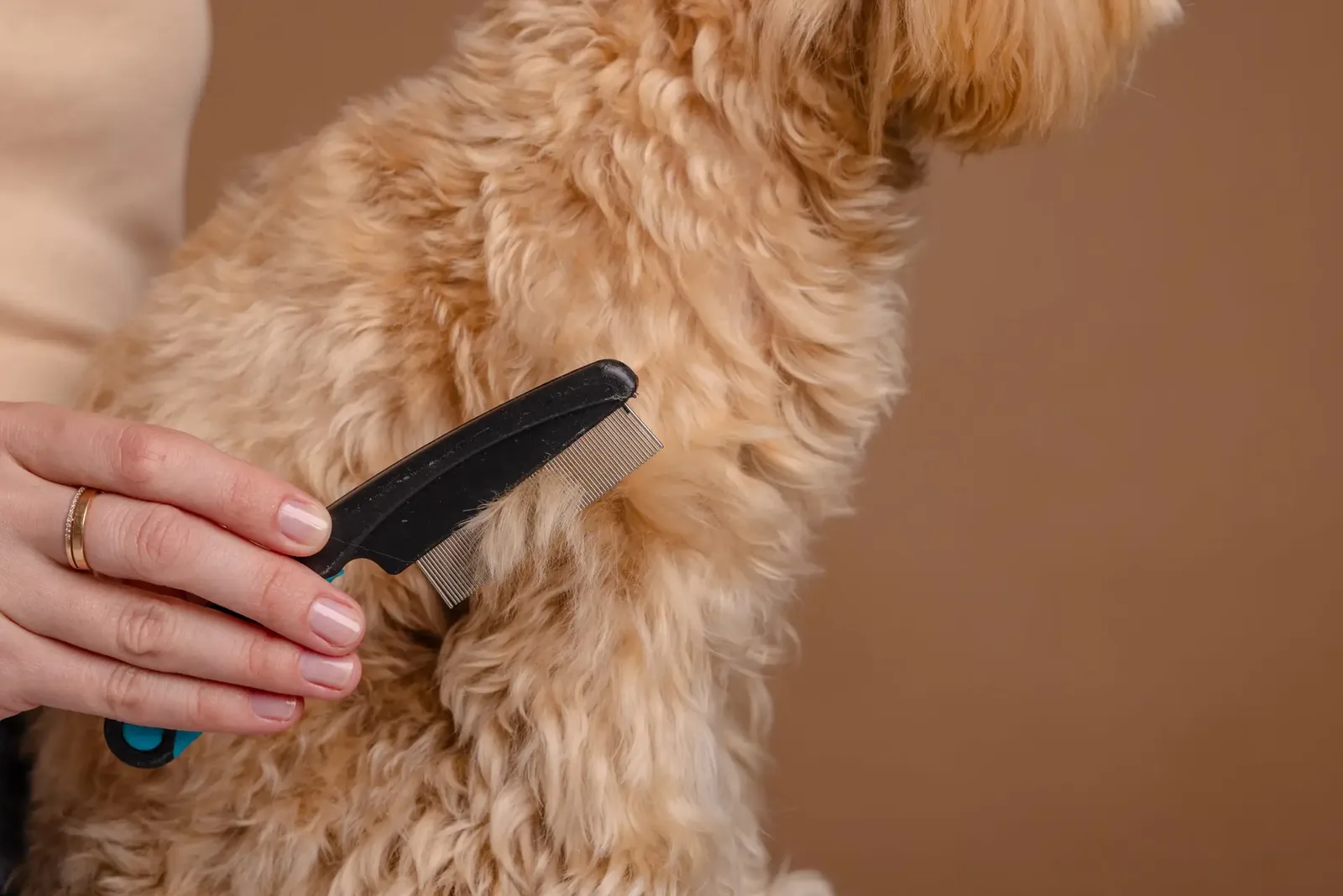 A Beginner’s Guide to Grooming a Dog With Clippers at Home