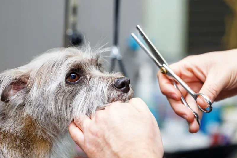 A Beginner’s Guide to Grooming a Dog With Clippers at Home