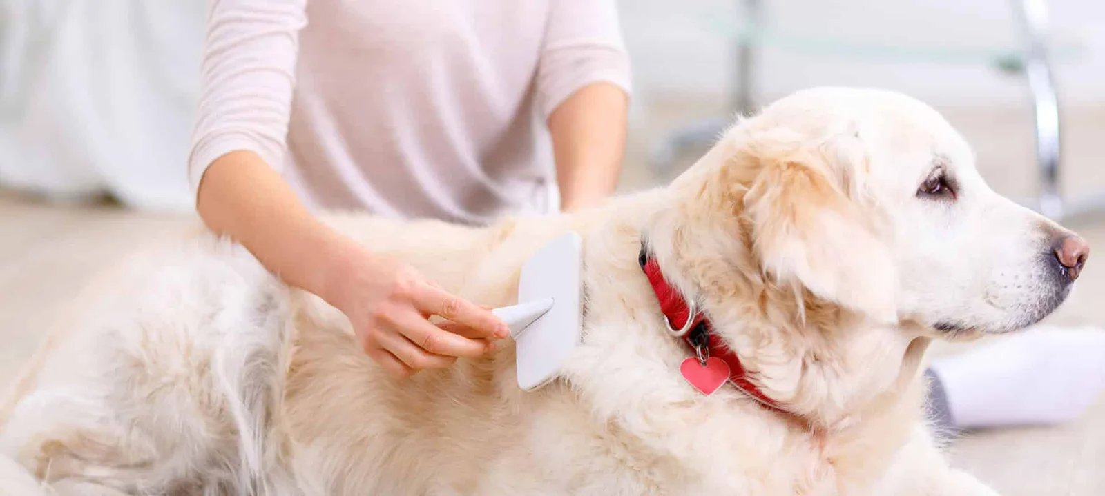 A Complete At-Home Dog Grooming Routine From Coat to Paws