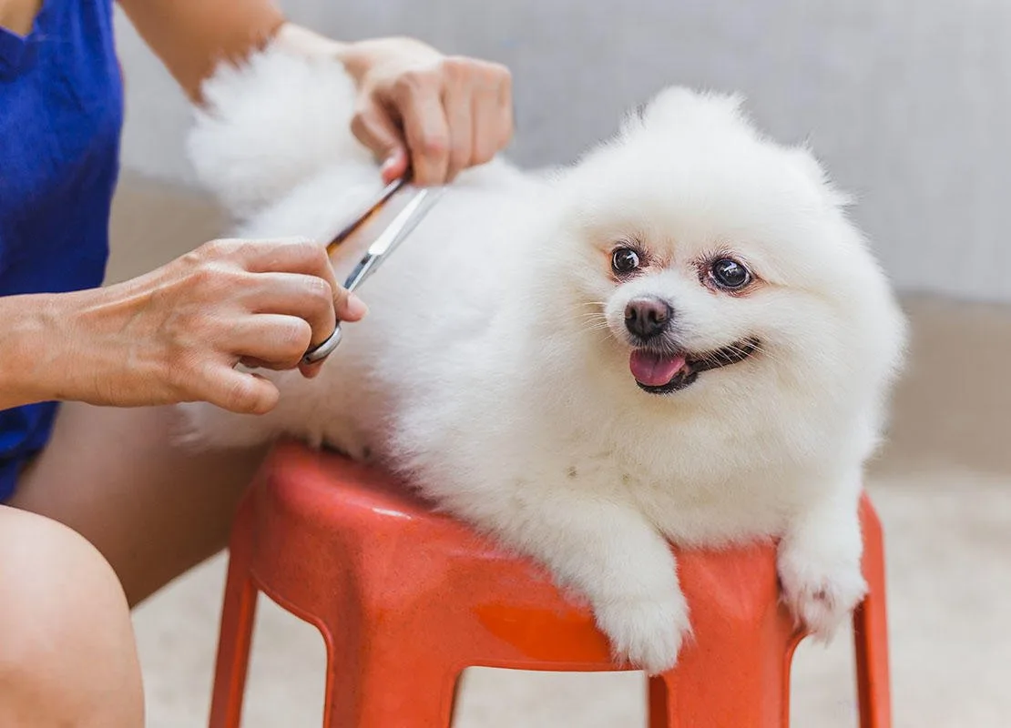 A Safer Step-by-Step Routine for Grooming Your Dog at Home