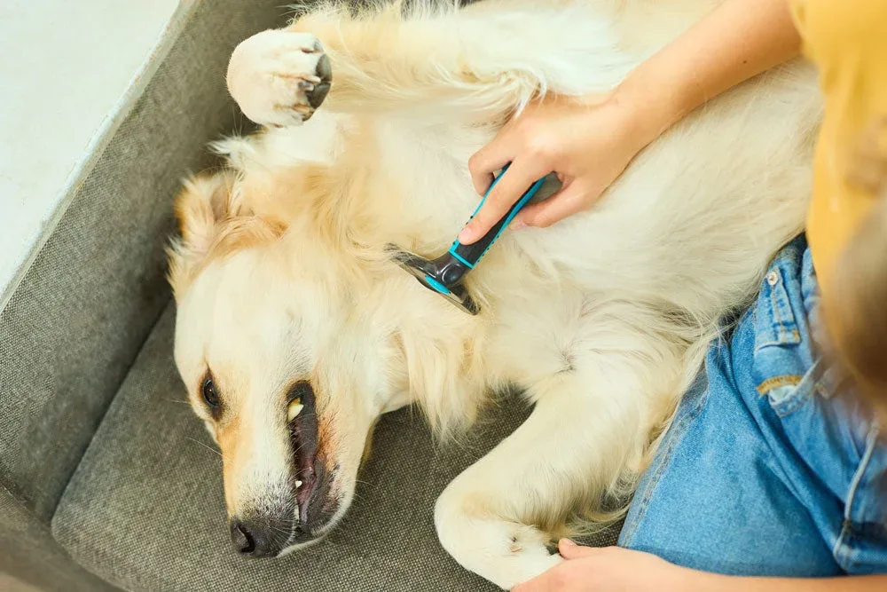 A Safer Step-by-Step Routine for Grooming Your Dog at Home