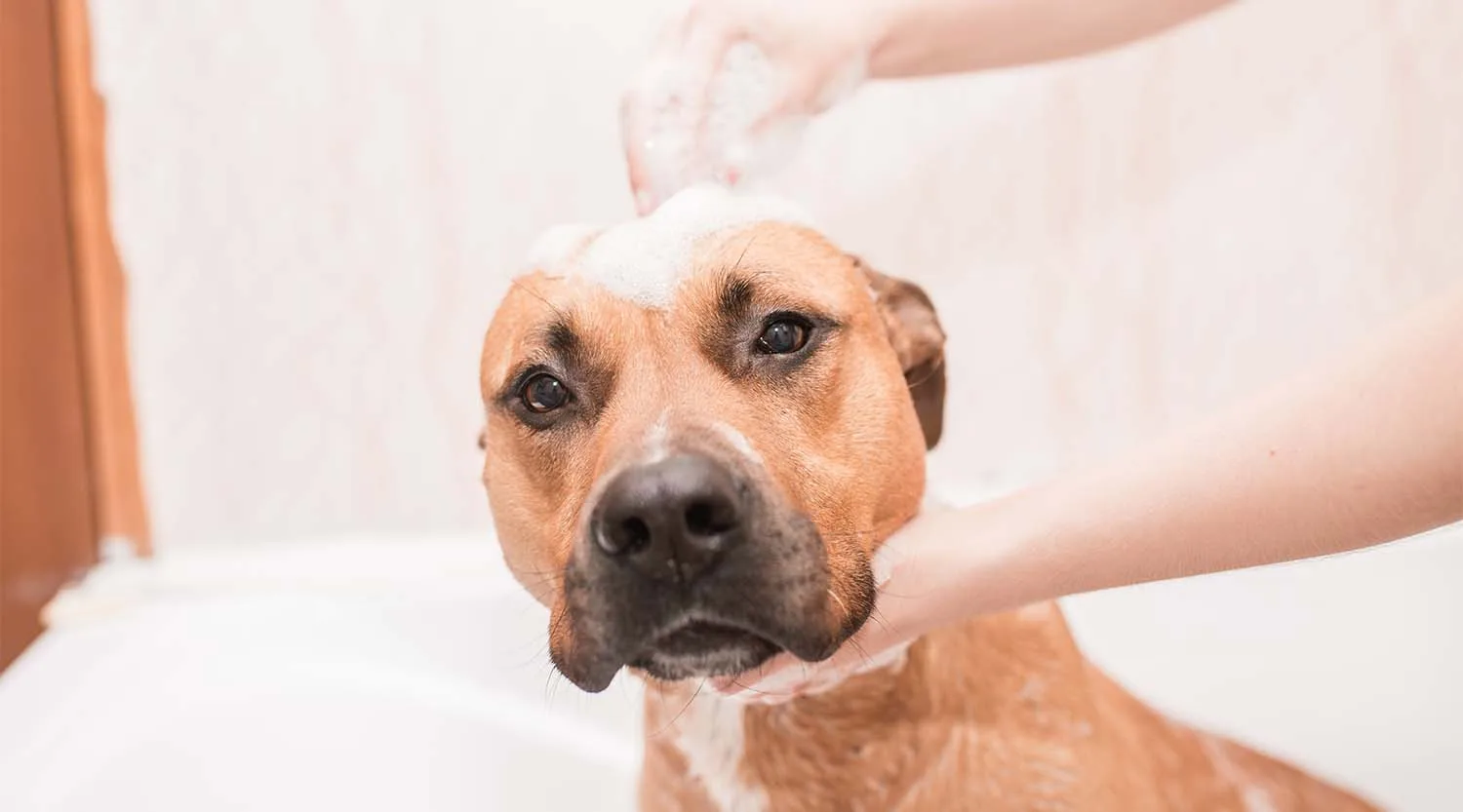 A Safer Step-by-Step Routine for Grooming Your Dog at Home