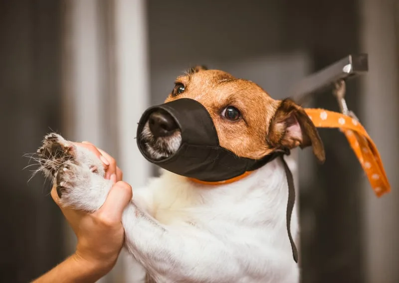 Dangers of Dog Grooming Restraints — What Dog Owners Need to Know