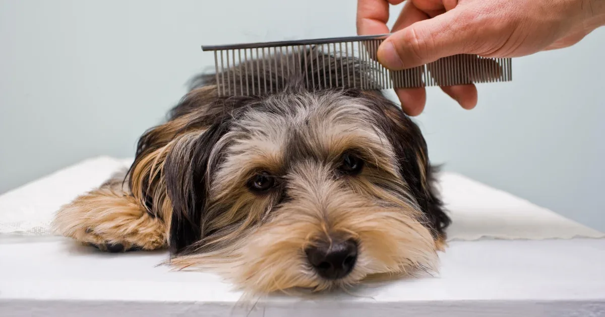 Dangers of Dog Grooming Restraints — What Dog Owners Need to Know