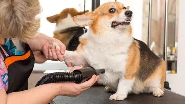 Dangers of Dog Grooming Restraints — What Dog Owners Need to Know