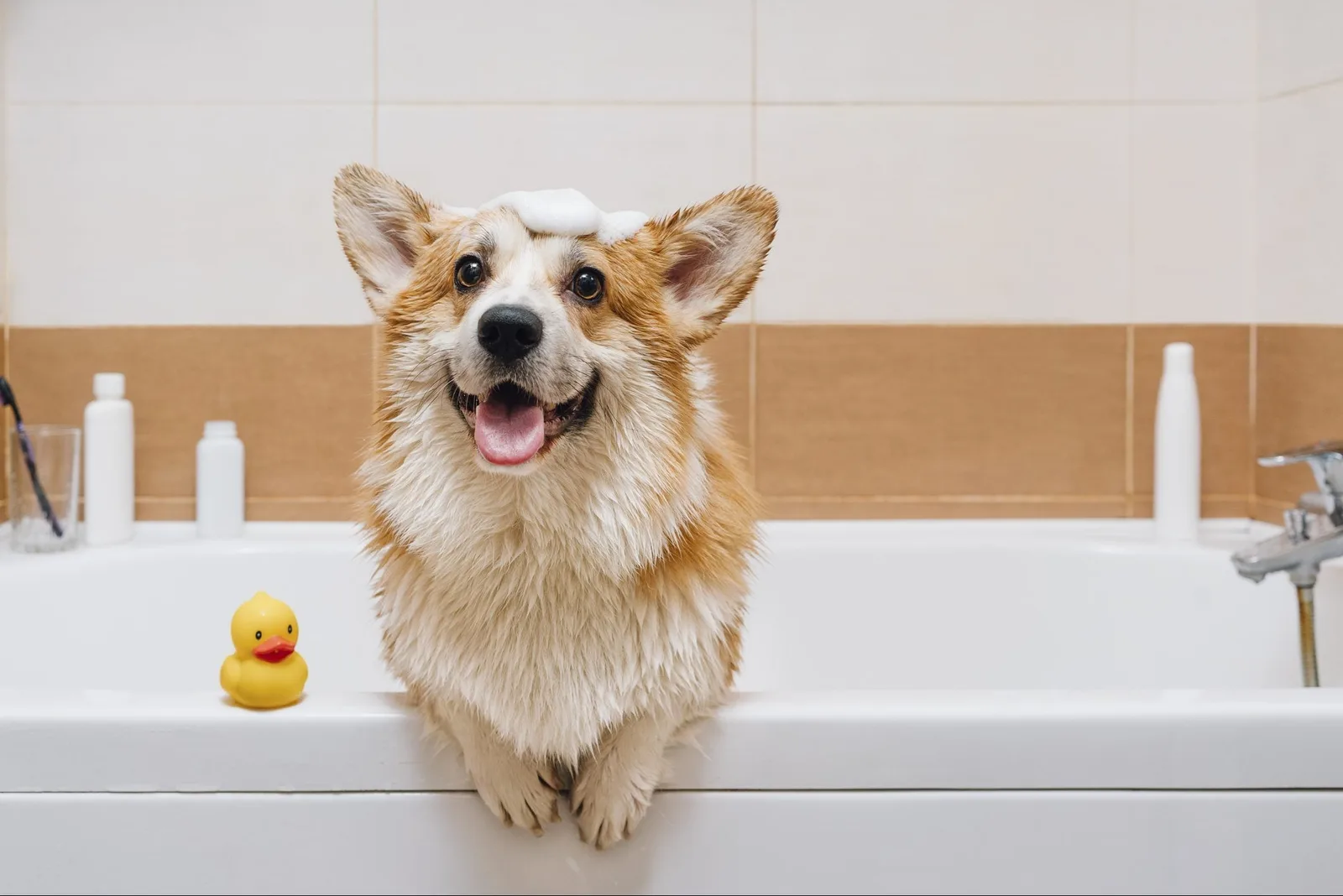 How to Deshed a Dog in the Tub Without Irritating the Skin