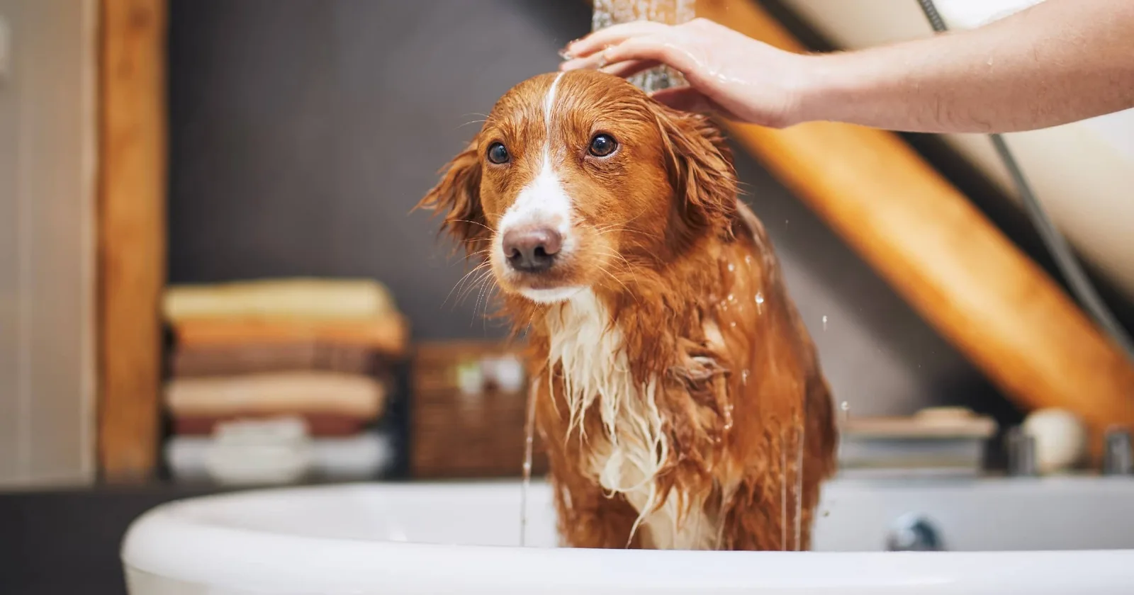 How to Deshed a Dog in the Tub Without Irritating the Skin