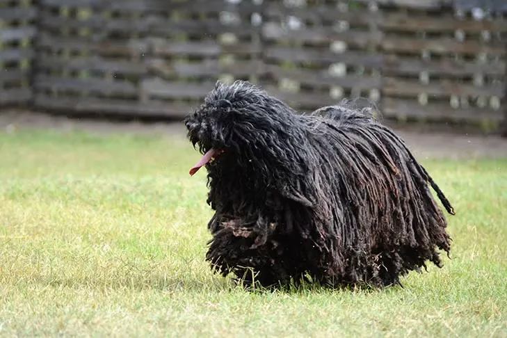 Dog Breeds With Corded Coats — History, Grooming, and Care