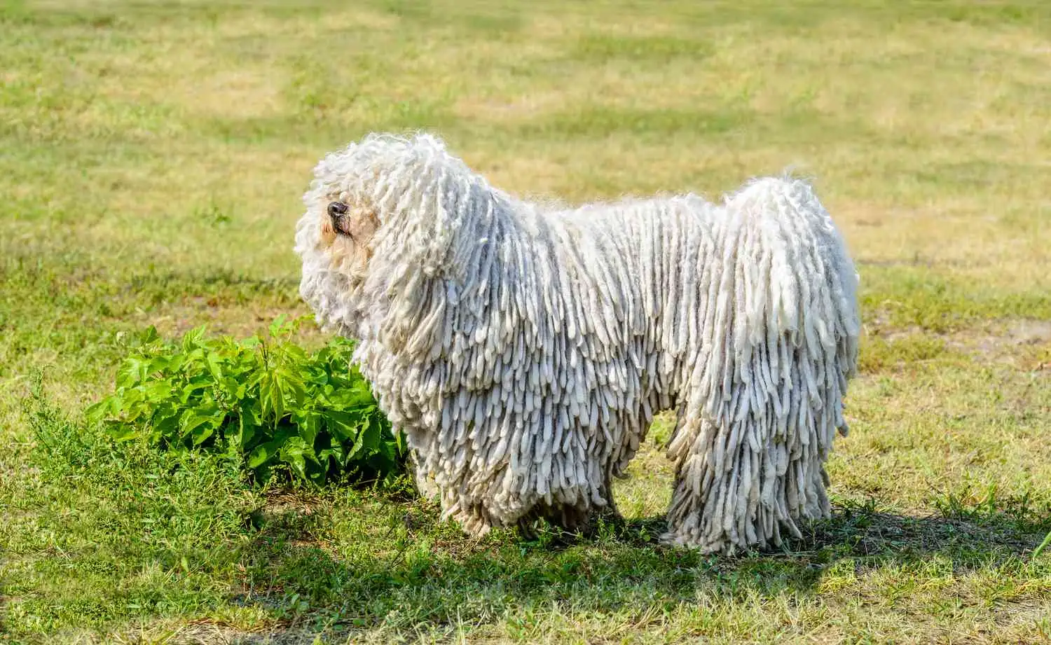 Dog Breeds With Corded Coats — History, Grooming, and Care