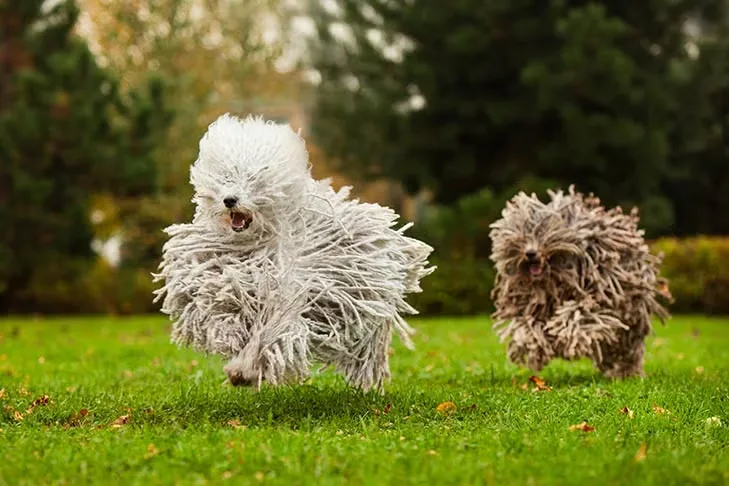 Dog Breeds With Corded Coats — History, Grooming, and Care