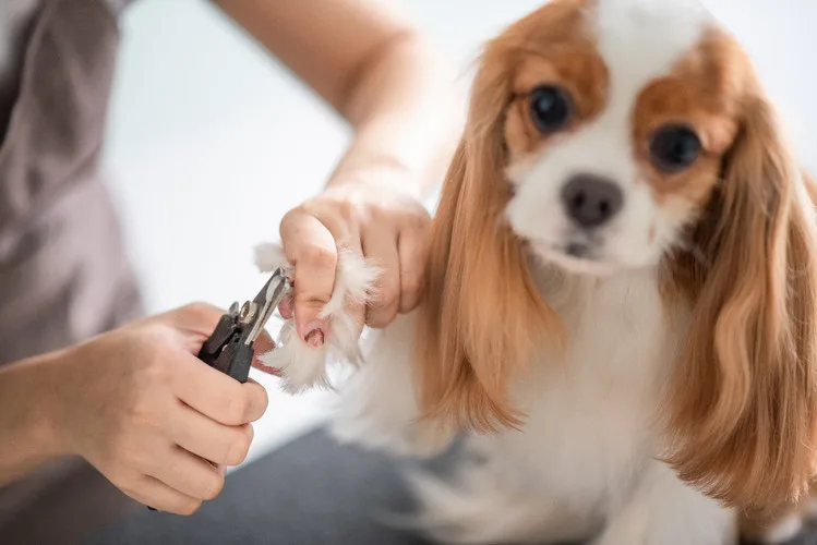 Dog Grooming Mistakes That Sound Helpful but Usually Backfire