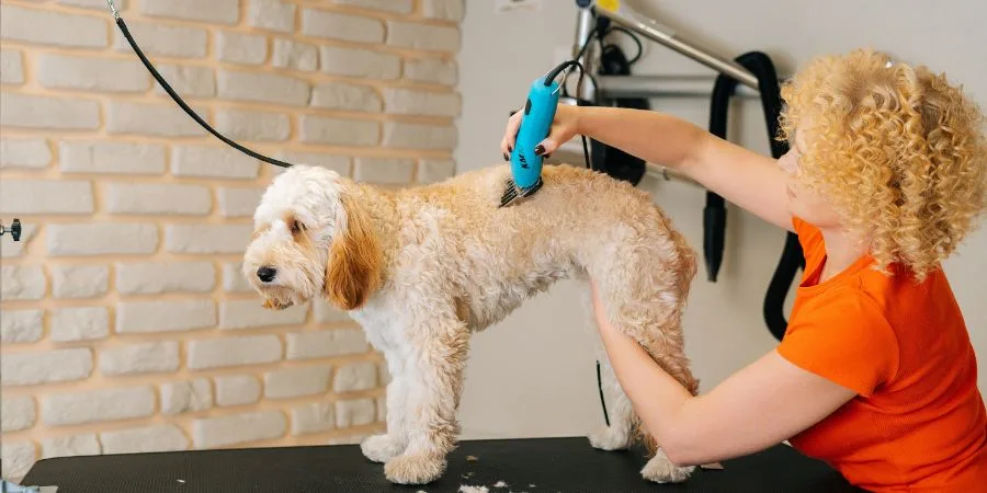 Dog Grooming Mistakes That Sound Helpful but Usually Backfire