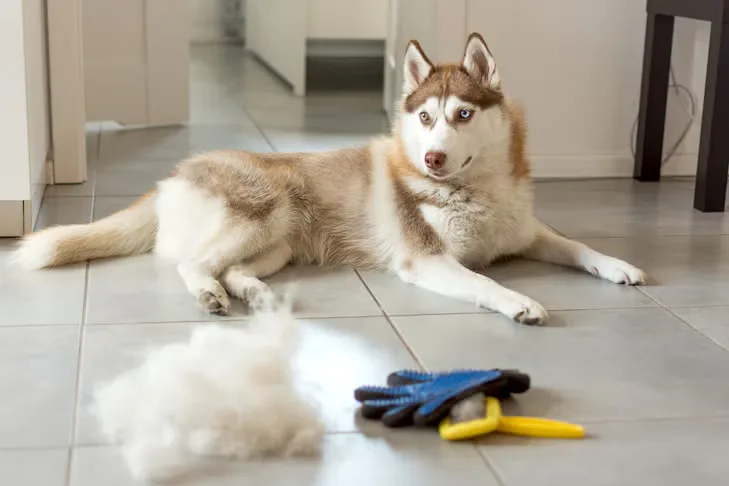 Dog Shedding — What to Expect and How to Manage It