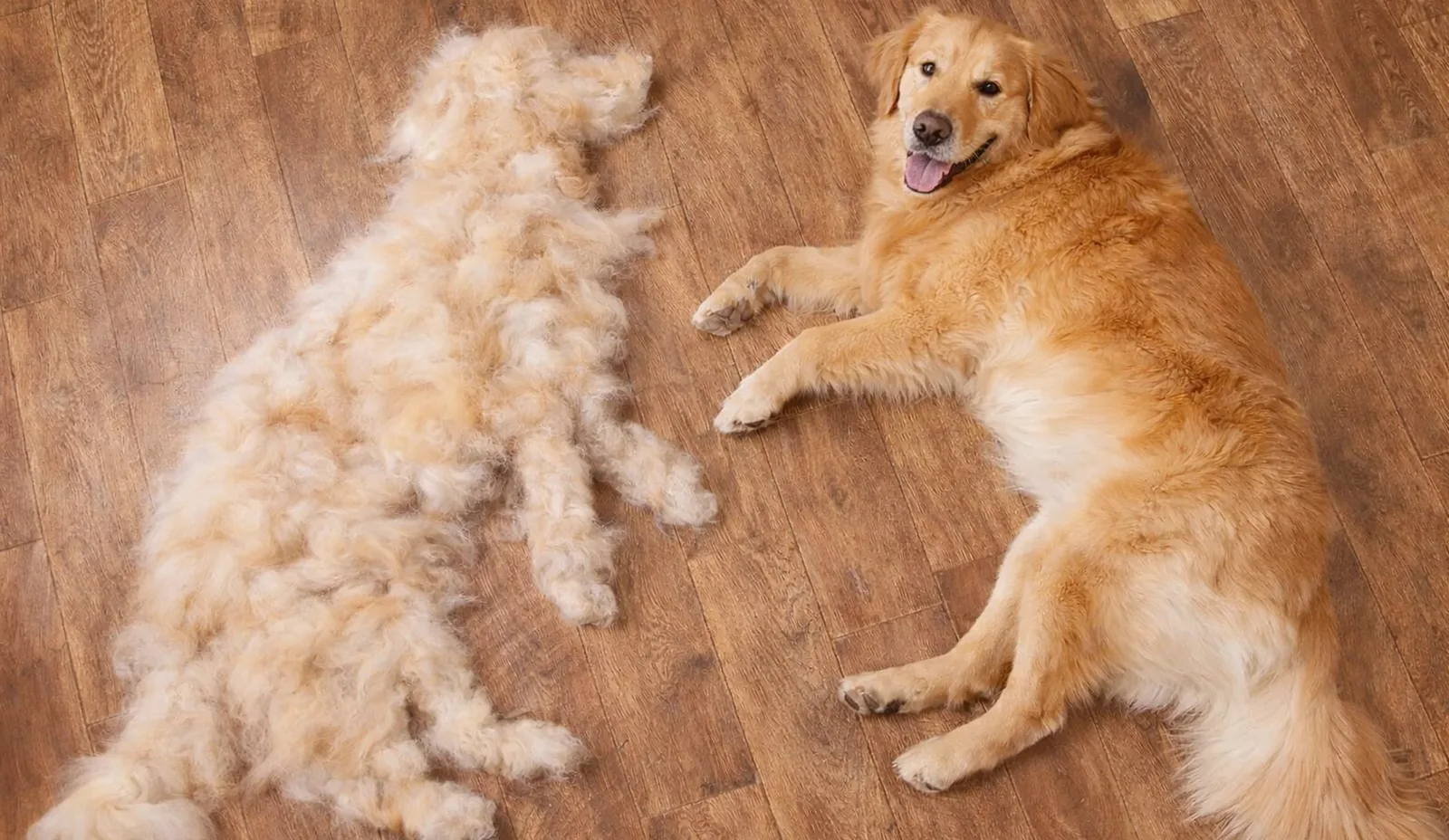 Dog Shedding — What to Expect and How to Manage It