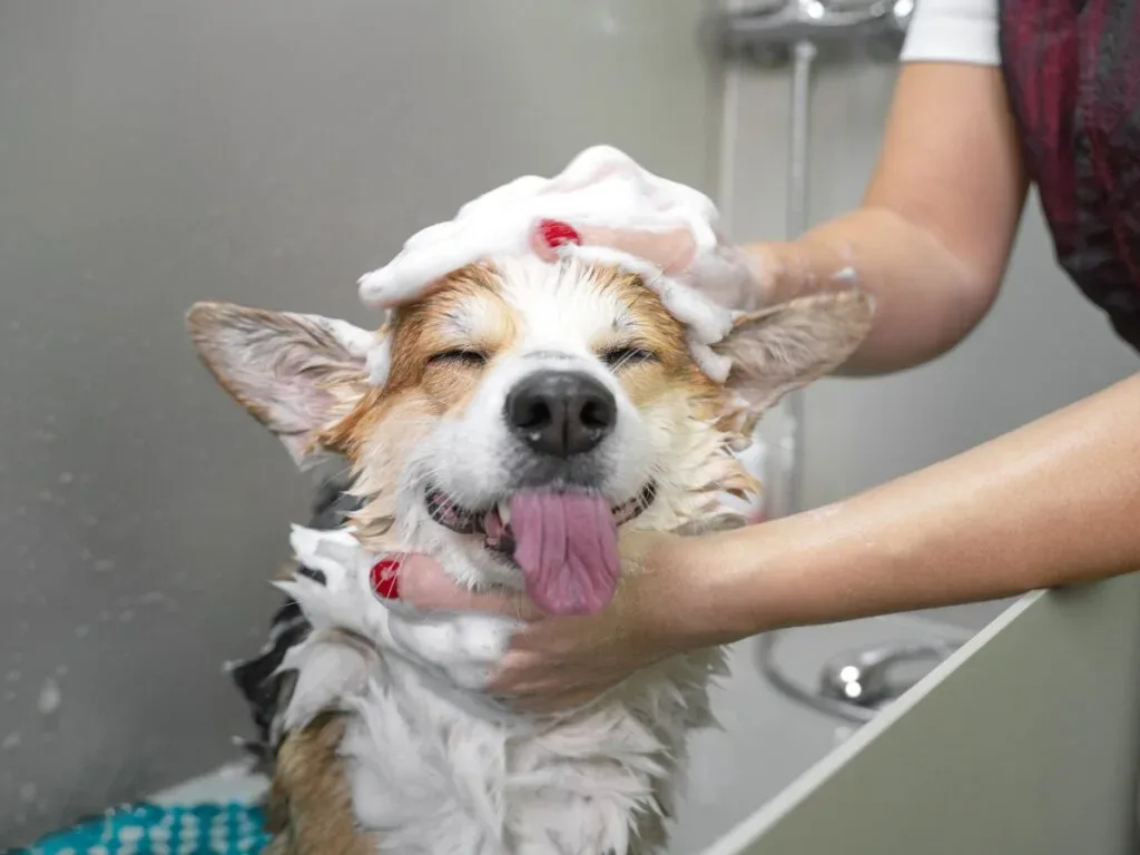 Dog Skin Care Through Grooming Baths and Coat Checks