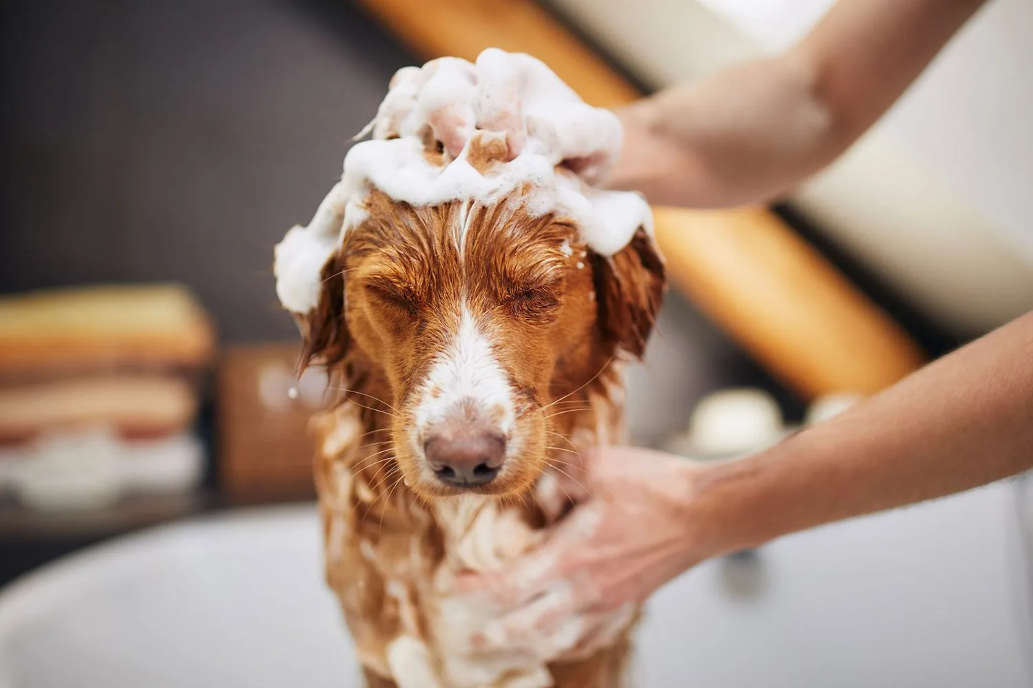 Dog Skin Care Through Grooming Baths and Coat Checks