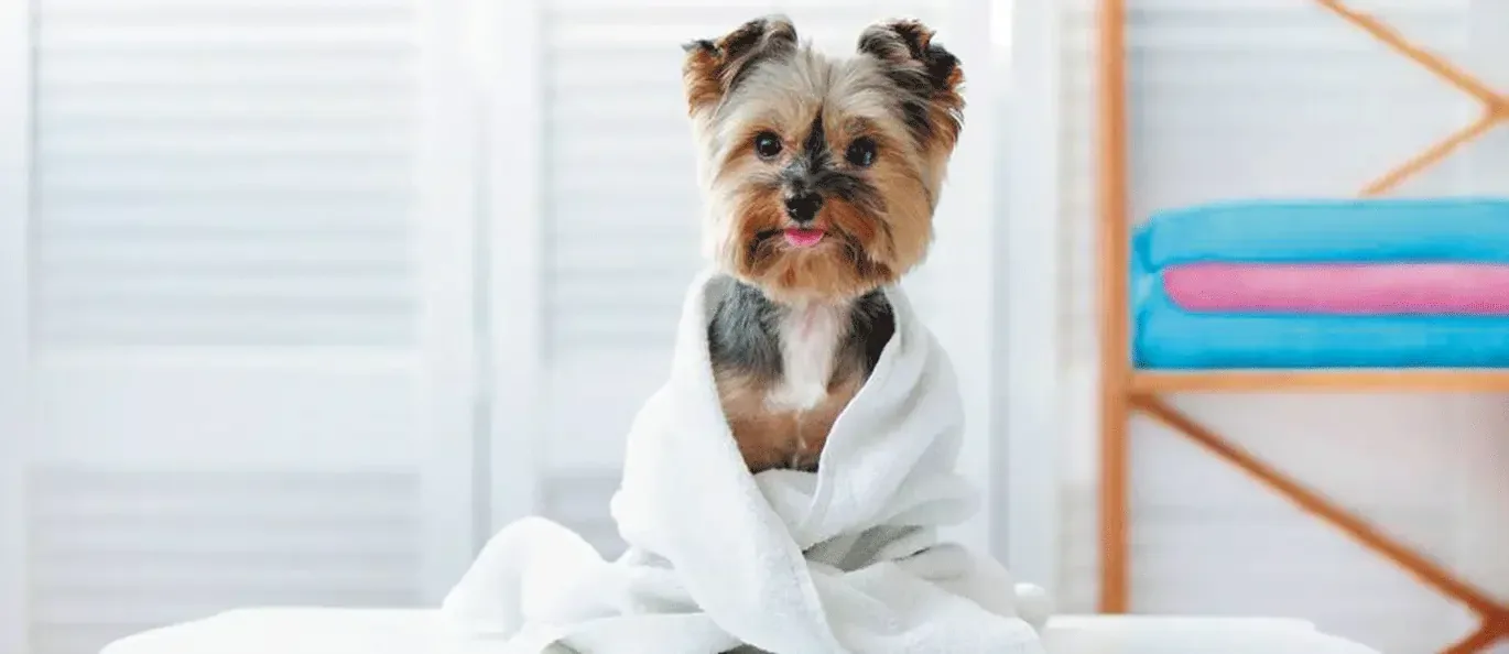 Dog Skin Care Through Grooming Baths and Coat Checks