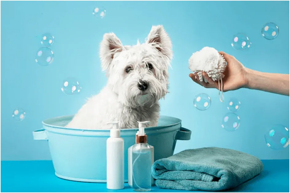 Budget Dog Grooming Tools Under $50: What Owners Should Check First