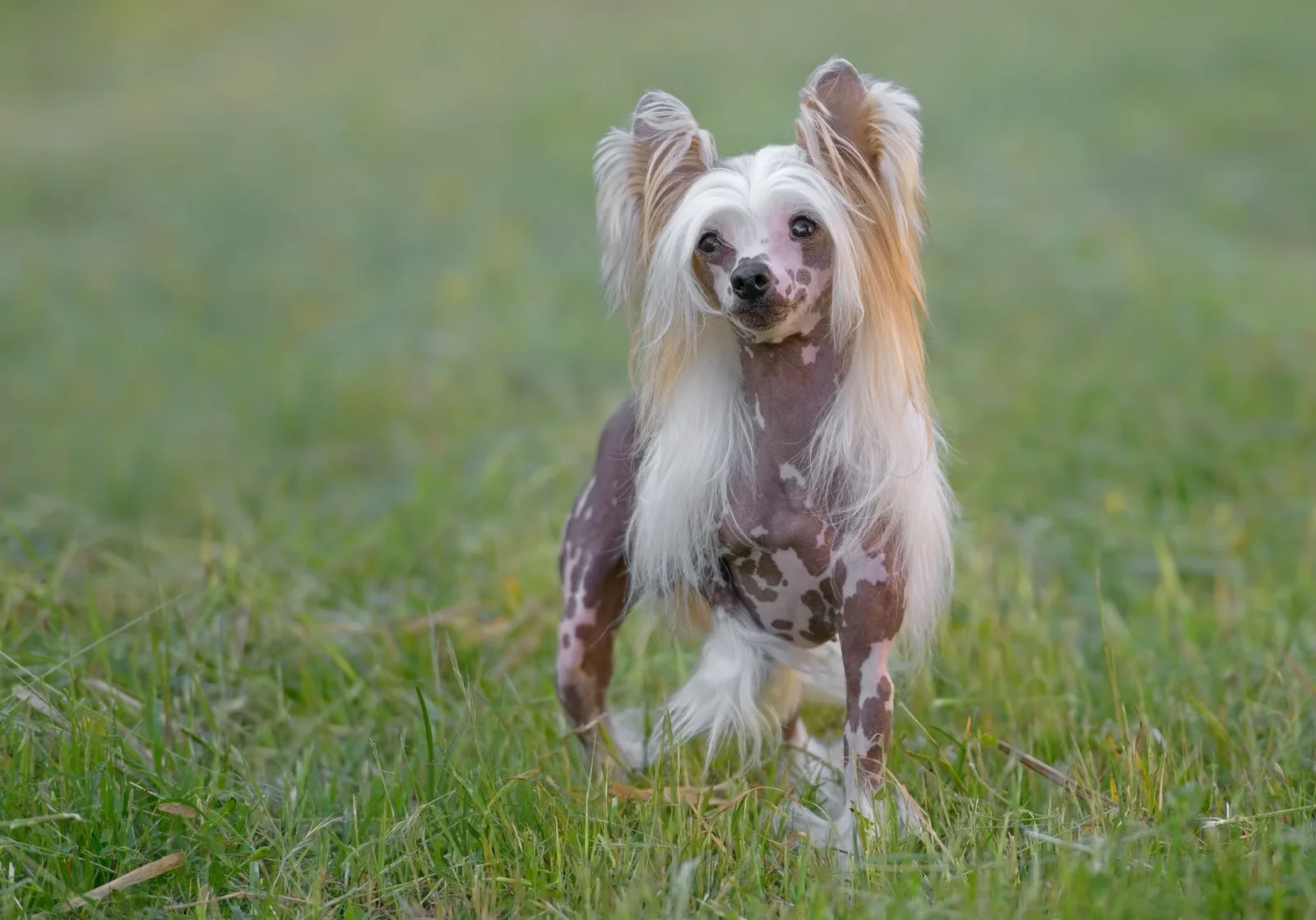 Have a Hairless Dog? Here's How to Groom Them Properly