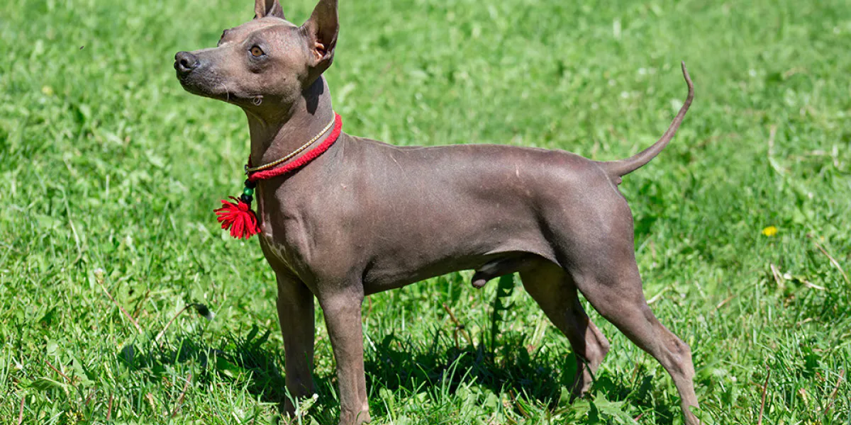 Have a Hairless Dog? Here's How to Groom Them Properly