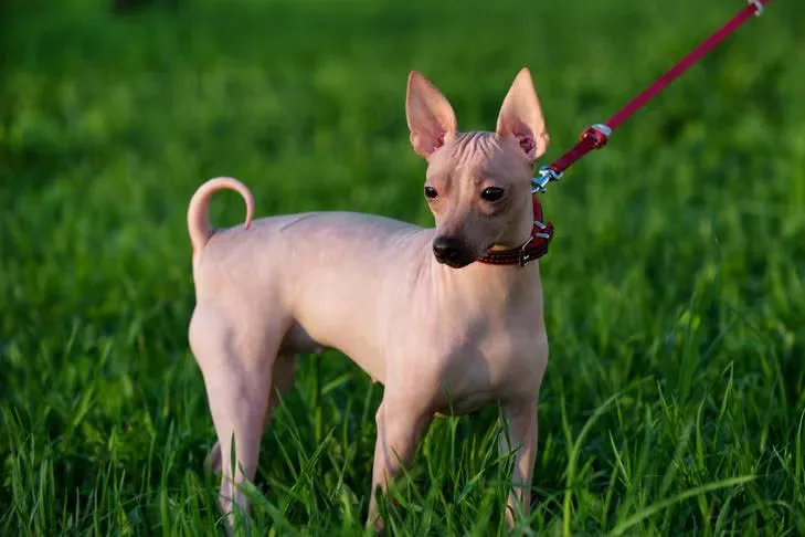 Have a Hairless Dog? Here's How to Groom Them Properly