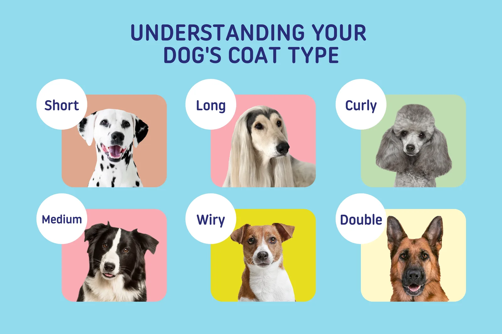 How Often Should You Brush Your Dog Based on Coat Type?