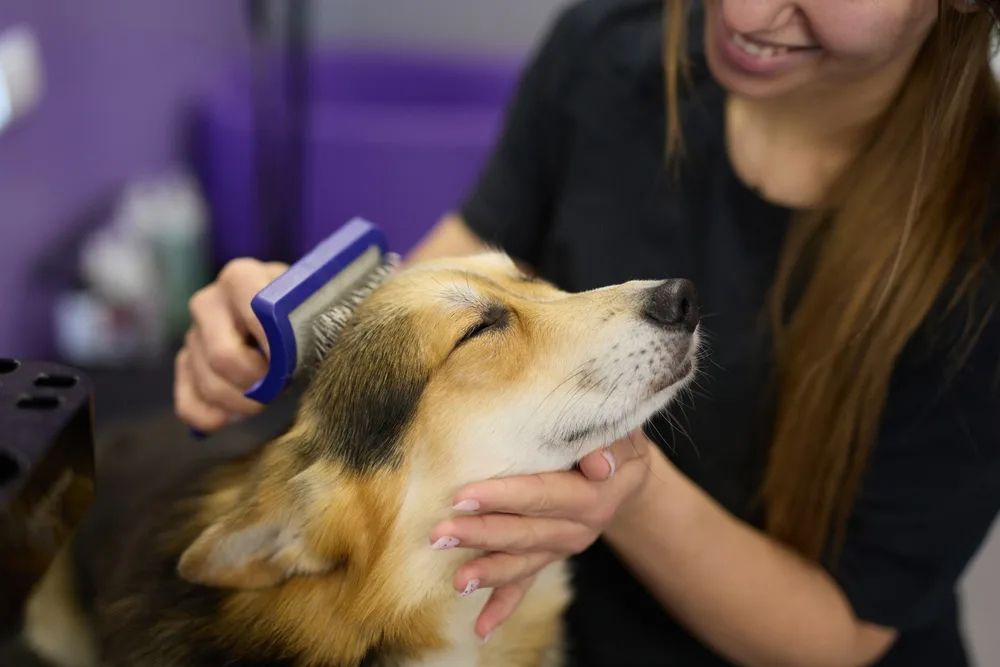 How Often Should You Brush Your Dog Based on Coat Type?