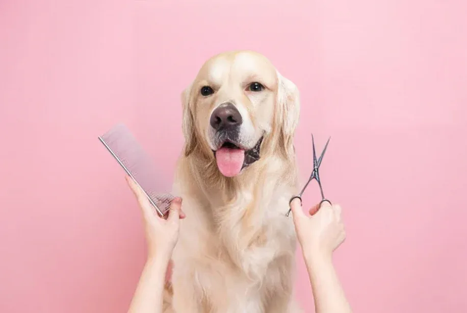 How Often Should You Brush Your Dog Based on Coat Type?