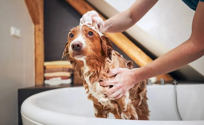 How Often to Groom a Dog for Safer At-Home Dog Grooming