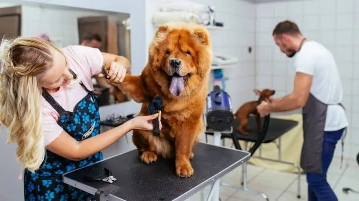 How Often to Groom a Dog for Safer At-Home Dog Grooming