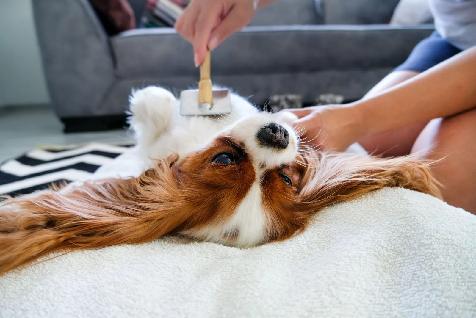 How Often to Groom a Dog for Safer At-Home Dog Grooming