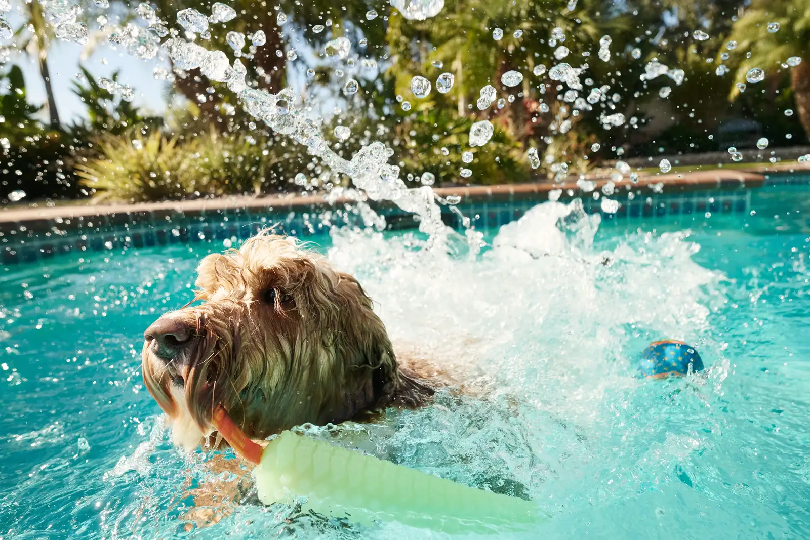 How to Adjust Summer Dog Grooming When Heat and Sun Start Causing Problems