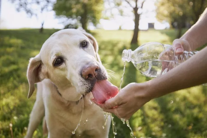 How to Adjust Summer Dog Grooming When Heat and Sun Start Causing Problems
