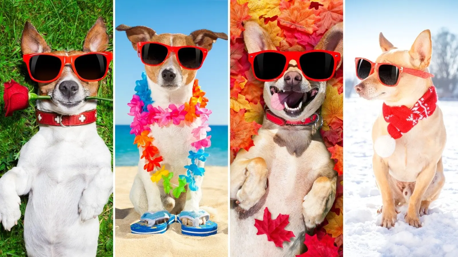 How to Adjust Your Dog's Grooming Routine for Each Season