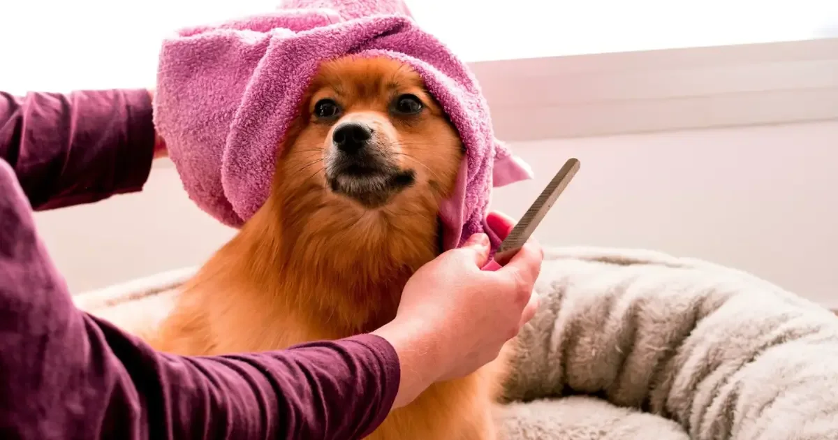 How to Adjust Your Dog's Grooming Routine for Each Season