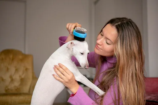 How to Adjust Your Dog's Grooming Routine for Each Season